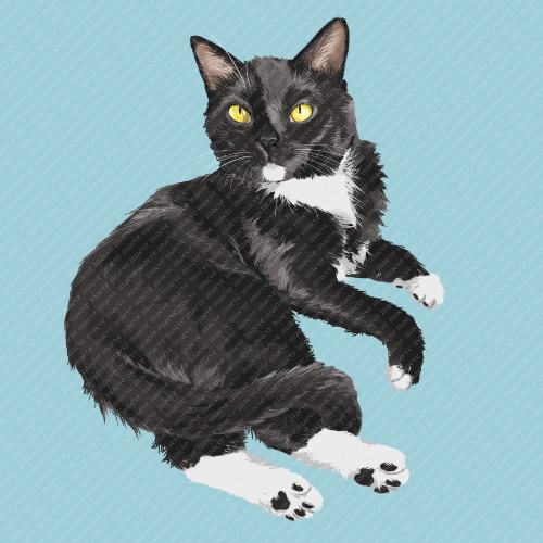 Amanda’s Cat